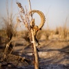 CLICK ON IMAGE TO ENLARGE 

Ram's Head Burial Marker
