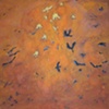 crows
