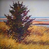 Fall Cedar at Wasque