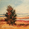 Fall Cedar at Wasque