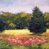 Morning Field