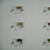 Idenity Lab