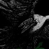 Gorgon Crow