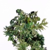 Foliage I