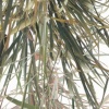 Grass Foliage (Drape IV) (DETAIL)