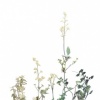 Foliage XIII (from Infinilite)