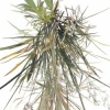 Grass Foliage (Drape IV)