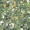 Vine