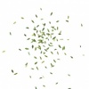 Spring Leaf Burst (I am Waiting