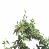 Foliage XIV (from Infinilite)