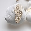 Five dead eggs