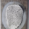 Kelp (shelf series detail)