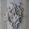 Coral (shelf series detail) 