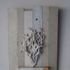 Coral (shelf series)