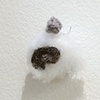 Snout Cluster (detail)