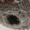 Snout #3 (detail)