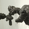 tar pups