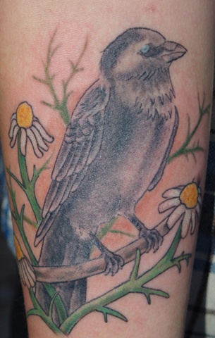 jackdaw
