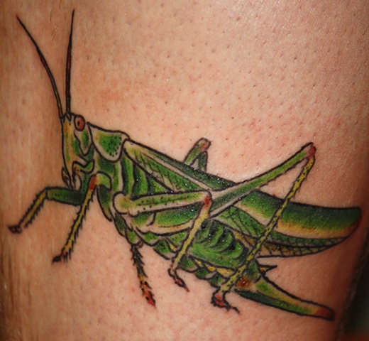 grasshopper