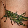 grasshopper