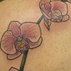 orchids