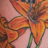 lily1