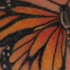 monarch