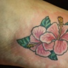 hibiscus