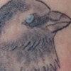 jackdaw
