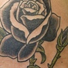 black rose