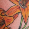 lily2