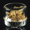 Herbarium Specimen Ring: Tribulus terrestris