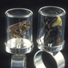 Herbarium Specimen Rings: Vespula sp. and Bombus sp.