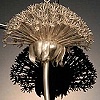 Dandelion Key