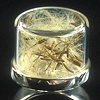Herbarium Specimen Ring: Taraxacum officinale