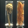 Herbarium  Specimen  Rings:  Gerbera  jamesonii