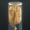 Herbarium Specimen Ring: Hemerocallis fulva