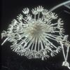 Wish (Dandelion Key II)