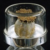 Herbarium Specimen Ring: Papeva orientale