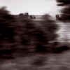 bushrush