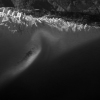 glacier plat