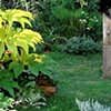 Tetrapanax papyriferus