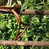 Copper ties detail