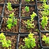 Buxus Sport