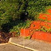 Red stairs with Parthenocissus tricuspidata