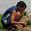 Quinn Planting Ivy