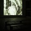 Light Blight (installation view)