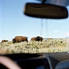 Bison Xing