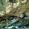 Spring, Mt. Shasta City Park