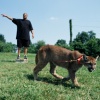 Mountain Lion and Man